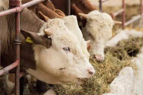 Польза силоса для коров и как правильно делать в домашних условиях, хранение