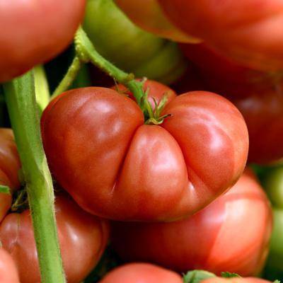 Голландский гибрид биф пинк бренди f1 — особенности, описание агротехники томата