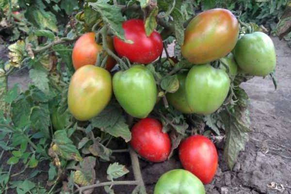Простой сорт томата «алпатьева 905 а»: характеристика и описание помидор, фото созревших плодов, особенности выращивания