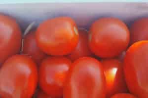 Сорт томата «дина»: описание, характеристика, посев на рассаду, подкормка, урожайность, фото, видео и самые распространенные болезни томатов