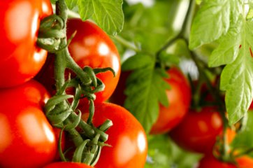Описание сорта томата Искорка, особенности выращивания и ухода