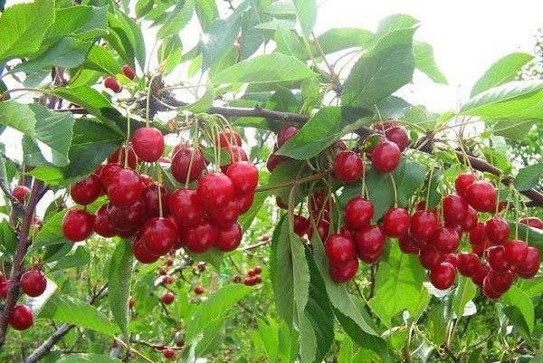 Описание сорта вишни краса севера и характеристики плодов и дерева, выращивание