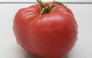 Сорт томата рапунцель