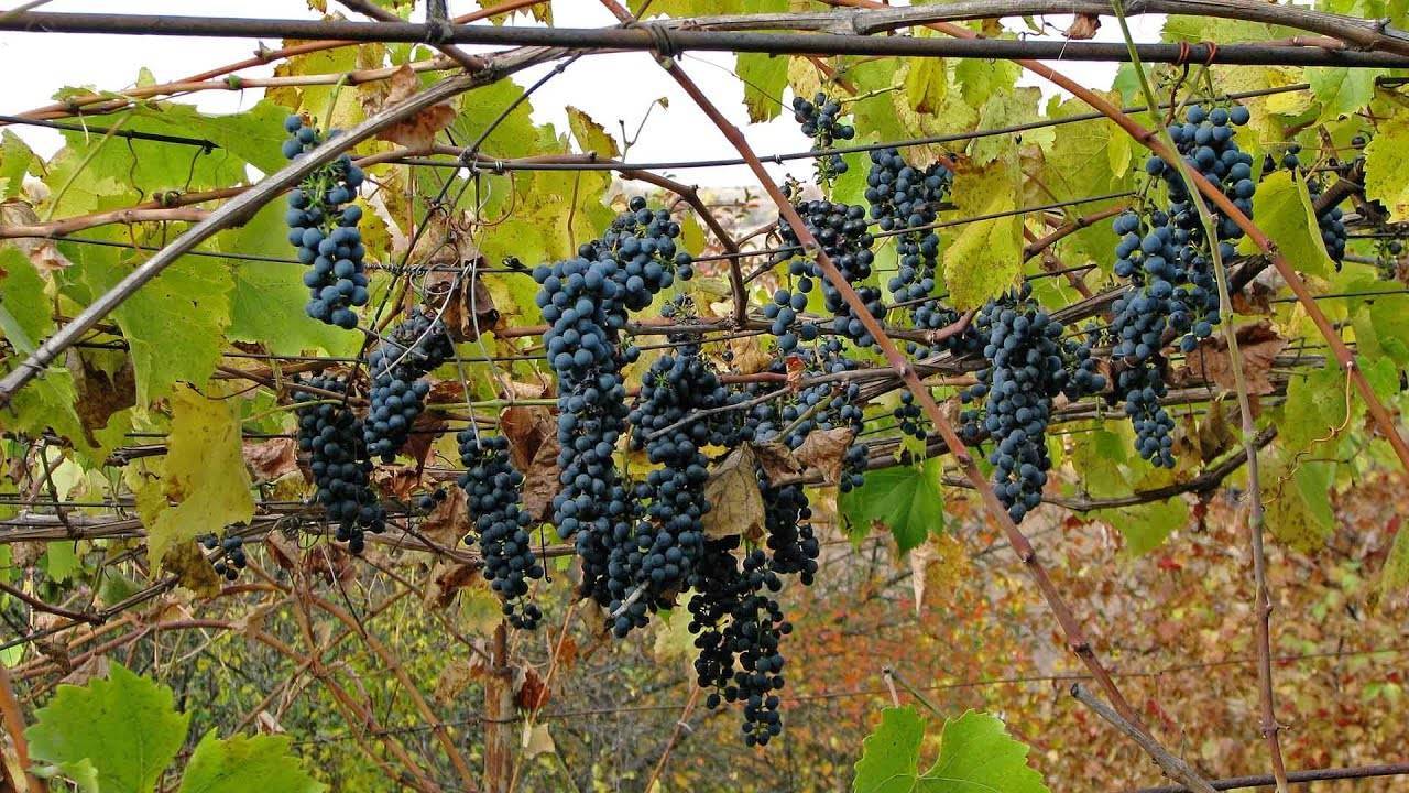 Описание и фото технических (винных) сортов винограда