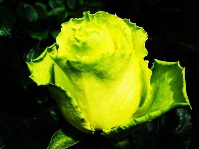Роза помпонелла (pomponella) — характеристики сортового кустарника