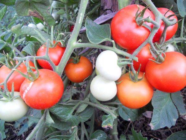 Как вырастить томат яблонька россии