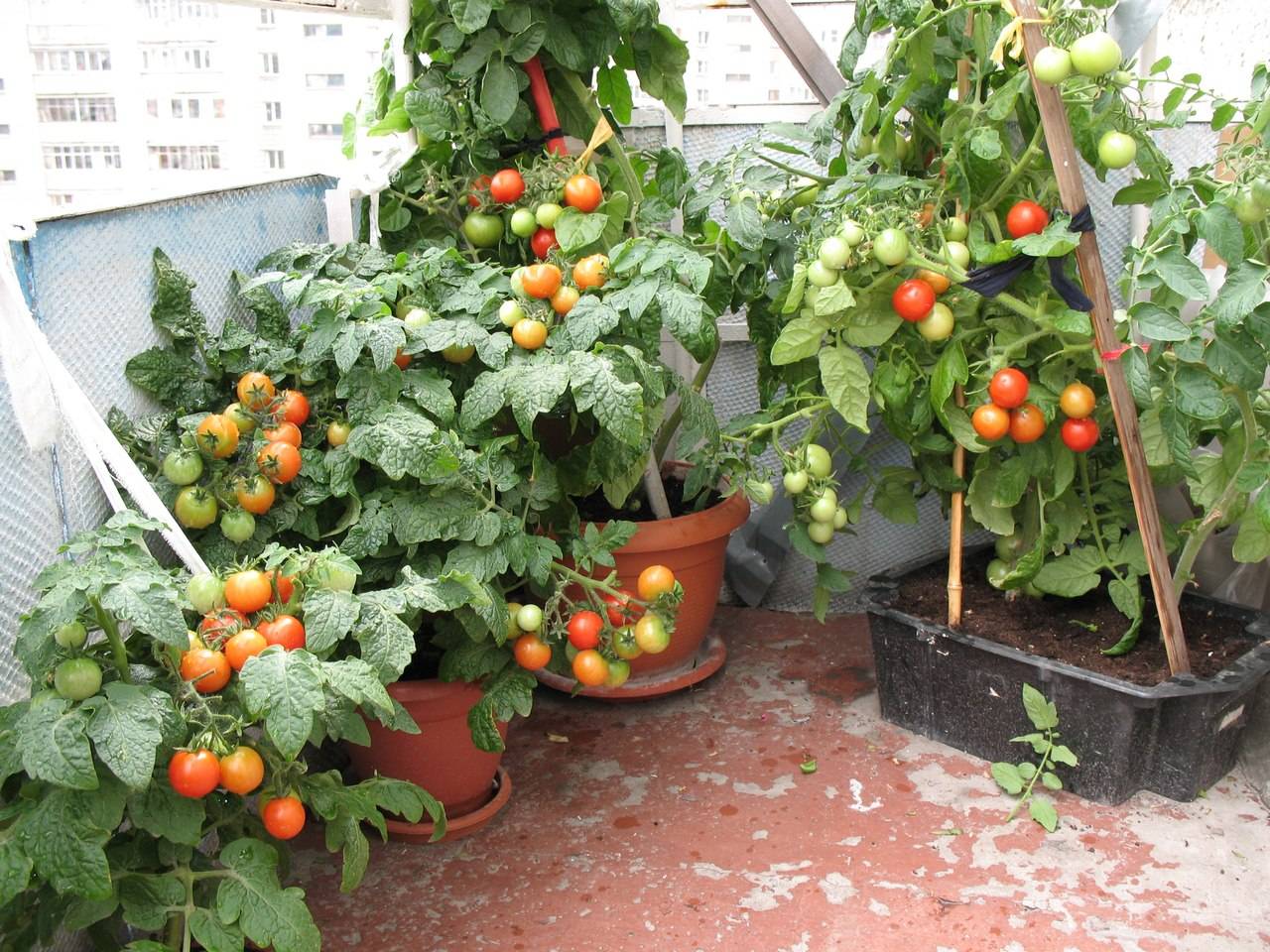Подробная инструкция по выращиванию помидор на подоконнике зимой и летом