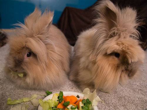 Чем можно кормить кроликов в домашних условиях: виды кормов, нормы кормления