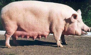 Беременность у свиней. признаки, сроки вынашивания, рацион питания в этот период