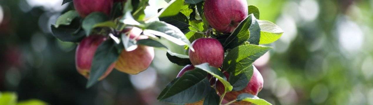 Как вырастить яблоню из черенка в домашних условиях