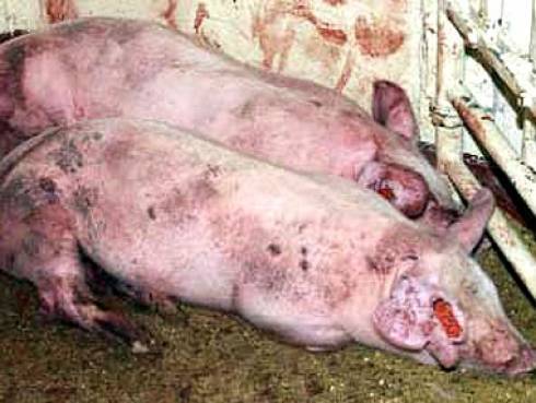 Чесотка у свиней: лечение и профилактика заболевания