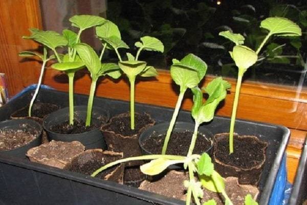 Что можно выращивать на северном балконе – лучшие теневыносливые растения