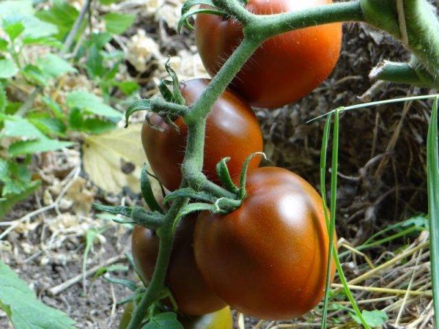 Плюсы, минусы, описание, характеристика, урожайность, фото, видео и болезни томата сорта «хохлома»