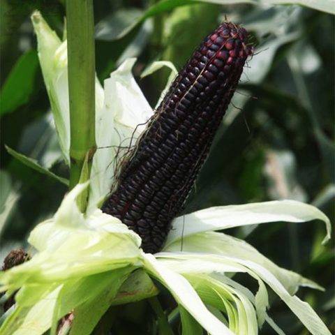 Польза и вред лечебной кукурузы для здоровья, витаминный состав злака