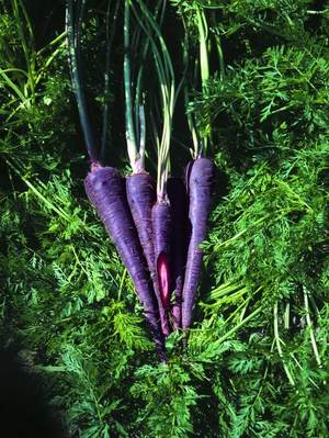 Черная морковь: выращивание из семян и применение сока