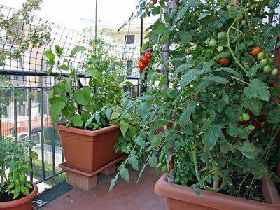 Балкон — место для выращивания помидор