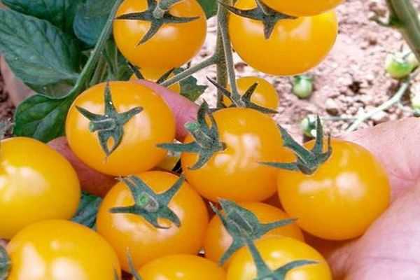 Описание популярного сорта и секреты выращивания — томат черри вишня красная