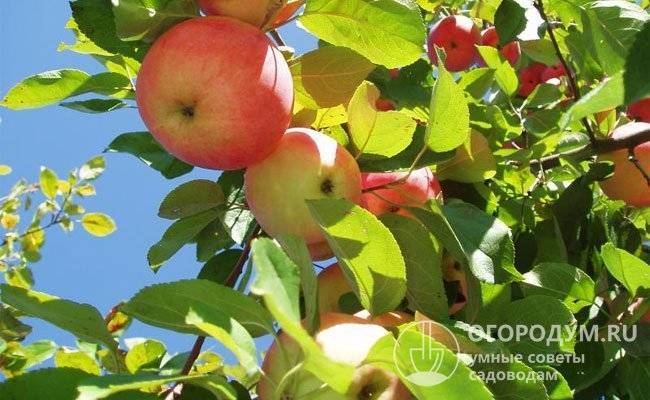 Сажаем яблоню весной правильно: сроки и правила посадки саженца