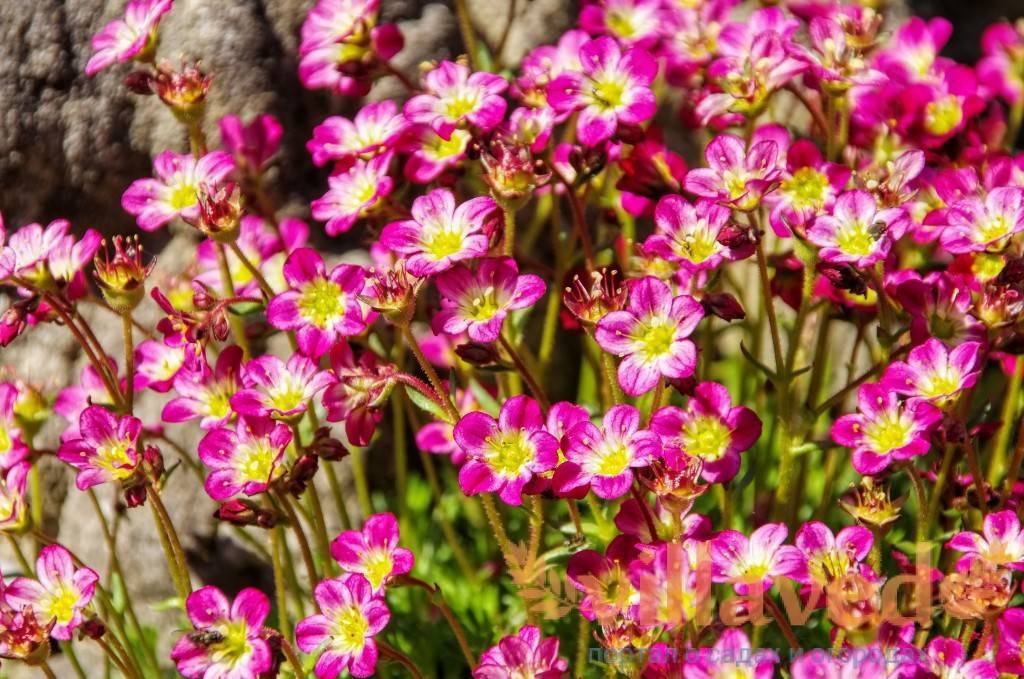 Цветок камнеломка: описание садовых и домашних растений