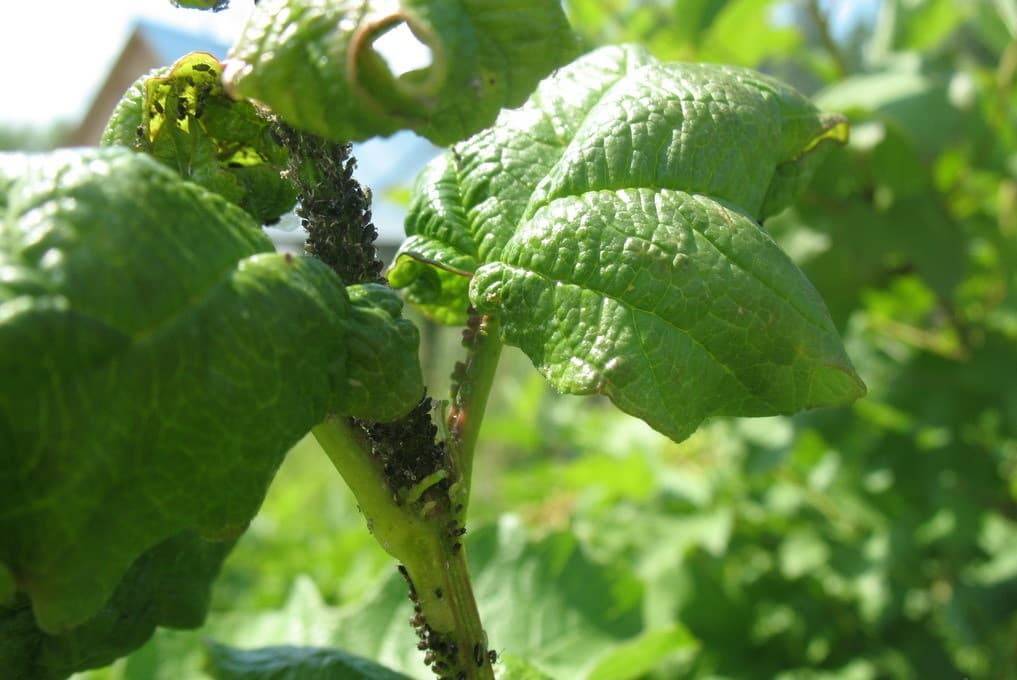 Выращиваем здоровую смородину: обработка посадок от болезней и вредителей