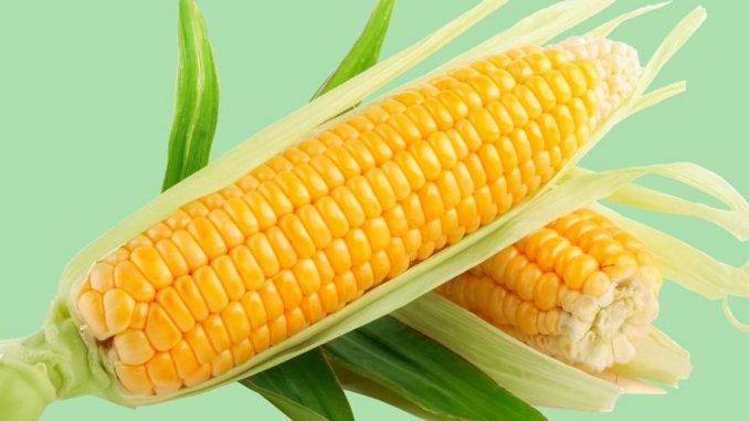 ТОП 50 лучших сортов сладкой кукурузы с описанием и выращиванием