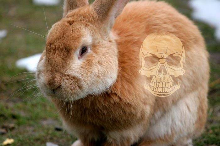 Дохнут крольчата — что за беда за этим стоит?