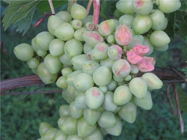 Выращивание и уход за виноградом в подмосковье без теплицы в открытом грунте для начинающих