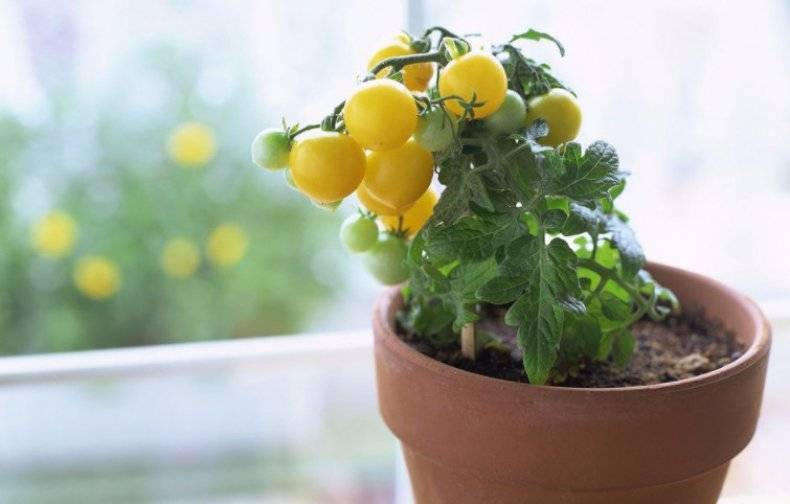 Выращивание помидоров черри: как вырастить томаты прямо на подоконнике
