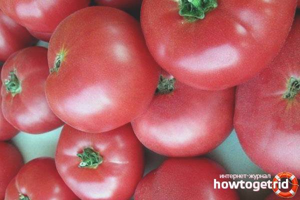 Что нужно знать при выращивании розовых томатов