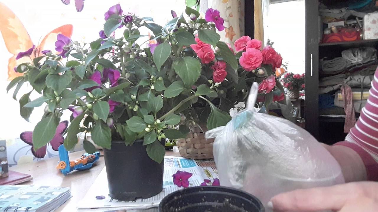 Комнатный цветок ванька мокрый (бальзамин): как ухаживать и почему считается «мужским» растением