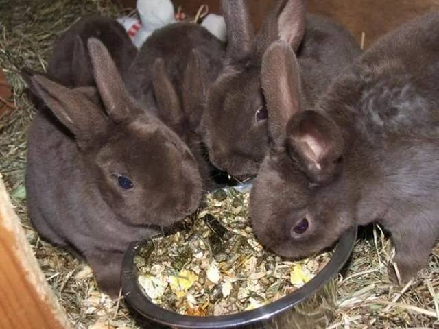 Чем кормить кроликов, чтобы они быстро росли и набирали вес?