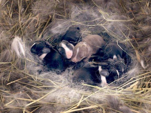 Почему крольчиха съедает своих новорожденных крольчат