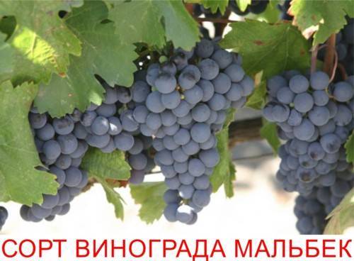 Виноград мерло: характеристики и 6 процедур по уходу для супер урожая