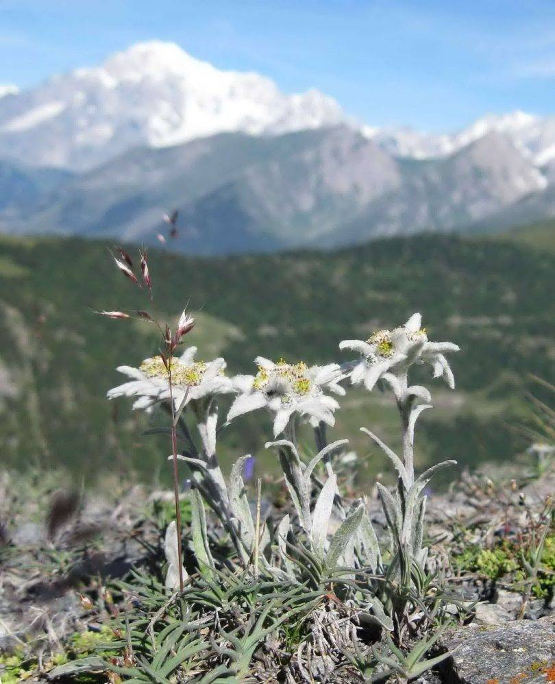 Описание и выращивание незабудки сорта альпийская, посадка и уход