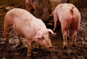 Симптомы глистов у свиней, способы лечения и методы профилактики