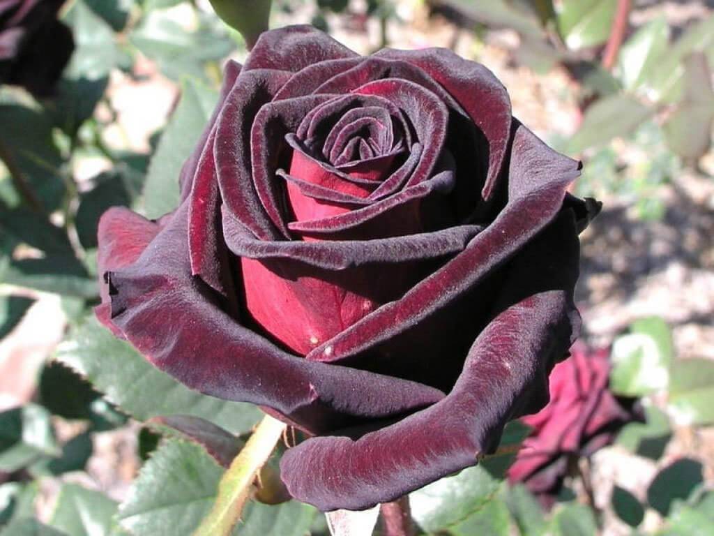 Роза блэк баккара (black baccara) — описание сорта