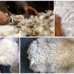 Особенности овцеводства: начинающему фермеру