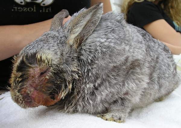 Болезнь кроликов миксоматоз и ее лечение
