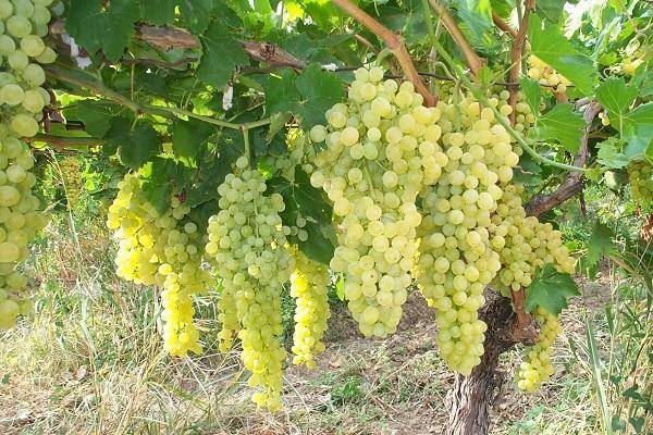 Сорт винограда – преображение: главные характеристики и правила выращивания