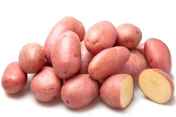 Сорт картофеля розара