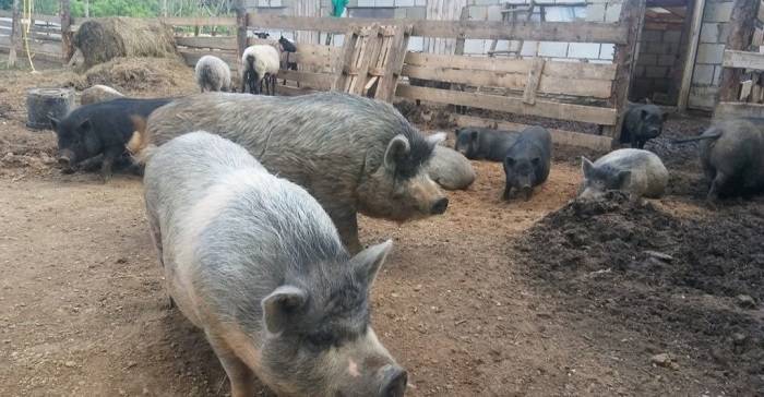 Свиноводство просто и выгодно: порода свиней кармалы