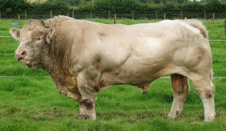 Быки-рекордсмены: самый большой бык в мире