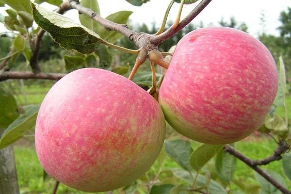 Раннезимняя яблоня «вишневое» : фото и описание сорта 