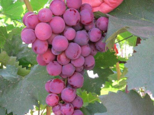 Виноград кардинал: описание сорта, размножение и уход