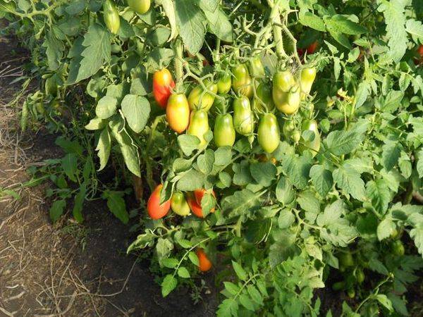 Нюансы выращивания и характеристика томата французский гроздевой