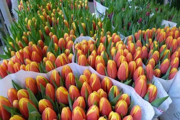 Описание и характеристики лучших и новых сортов тюльпанов