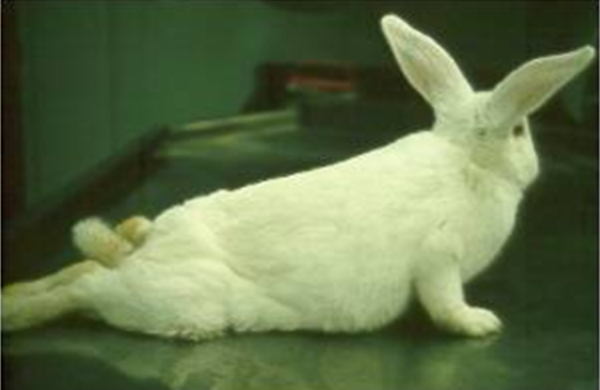 Лечение паралича у кролей