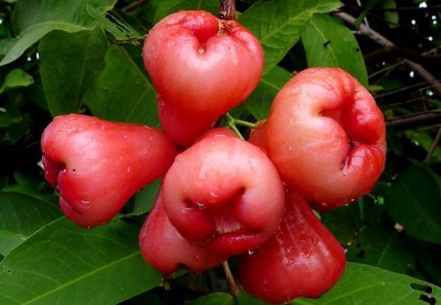 Скороплодная яблоня розовое превосходное