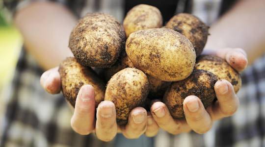 Описание сорта картофеля аврора — как поднять урожайность