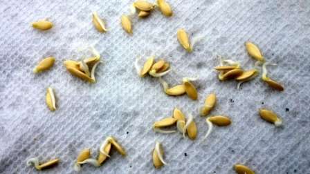 Правила проращивания семян перед посадкой в домашних условиях